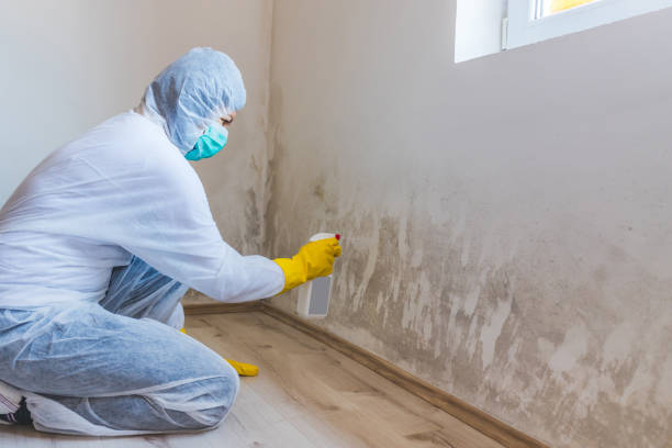 Licensed Attic Mold Removal service in Brutus, MI - WQB Mold Removal