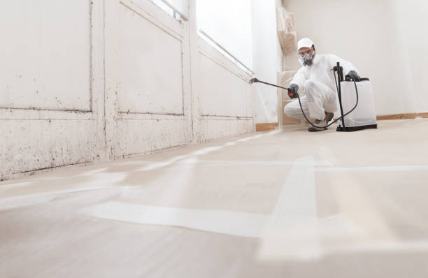 24/7 Emergency Attic Mold Removal experts in Brutus, MI