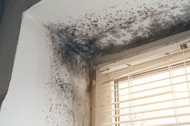 Affordable Attic Mold Removal solutions in Brutus, MI