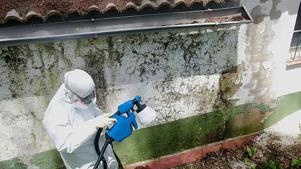Top rated local Attic Mold Removal specialists in Brutus, MI